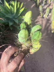 👑🌶️🌶️  TBM Clone B — Fully Rooted