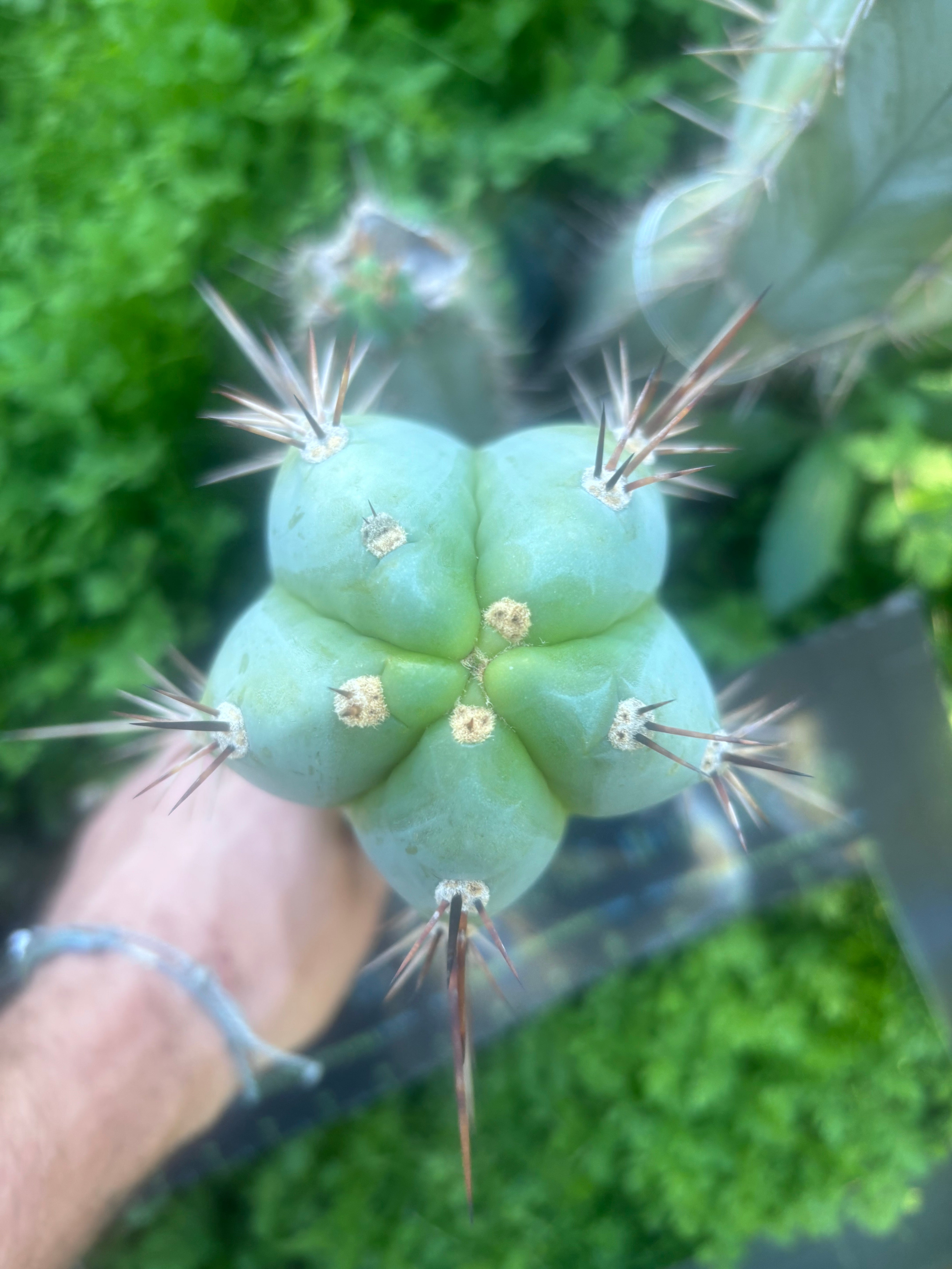 💎👑 Rosei 2 — Chonky 10” Tip