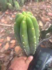 👑🌶️🌶️ Landfill — 11” Tip