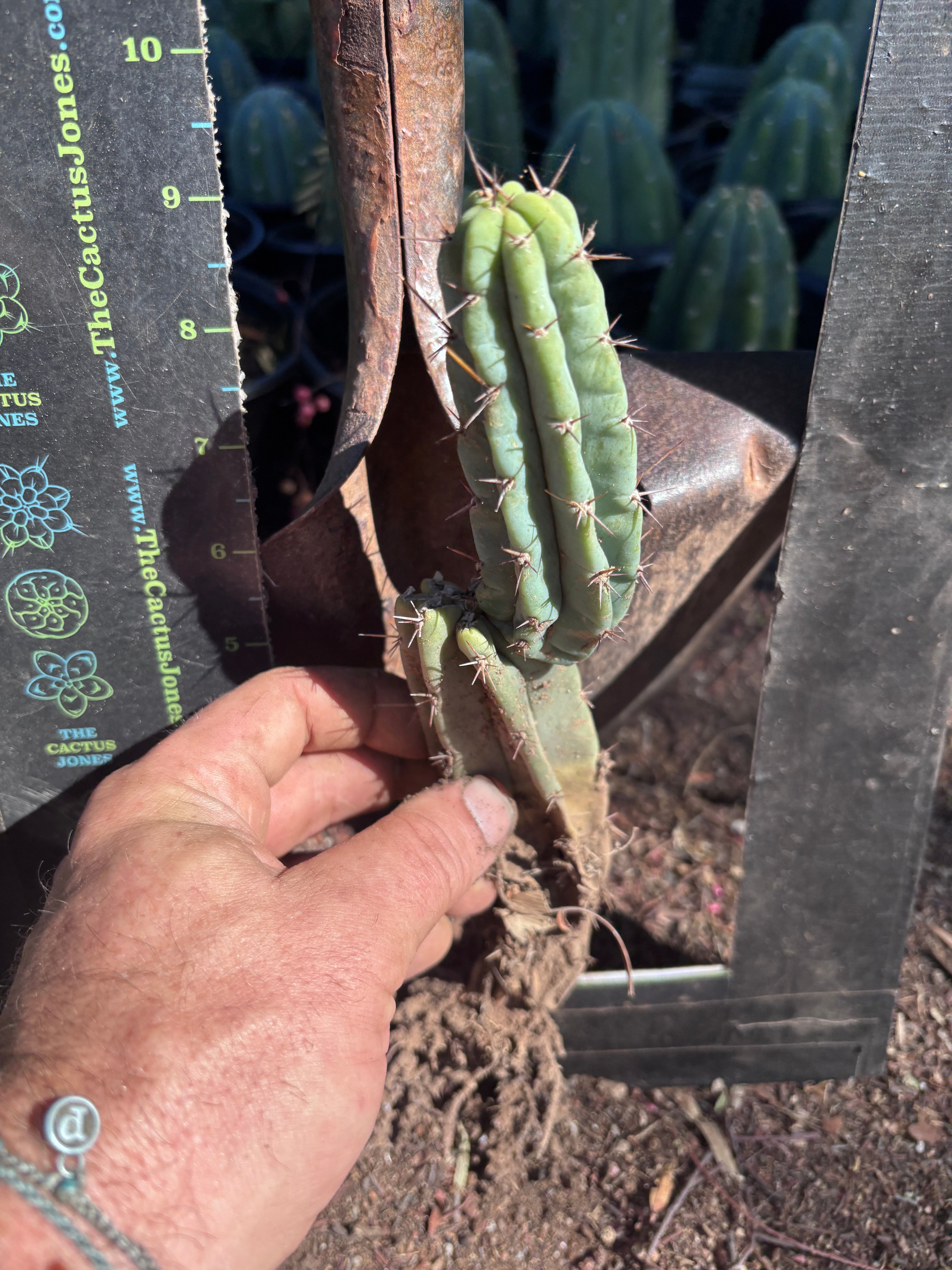 👑🌶️🌶️ Pala! — 9” Rooted