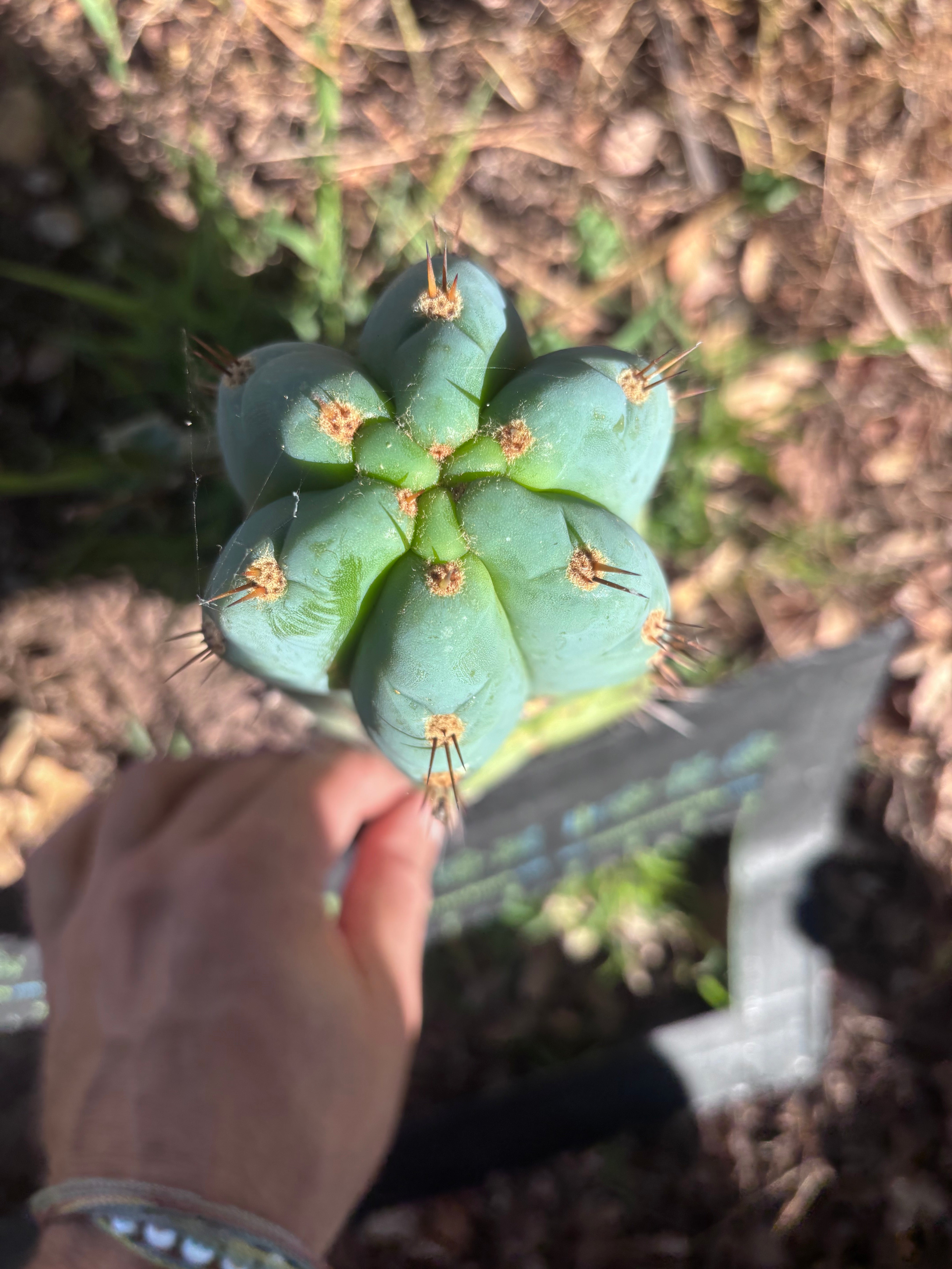 💎👑💎 Papa Smurf — Fat 8” Tip