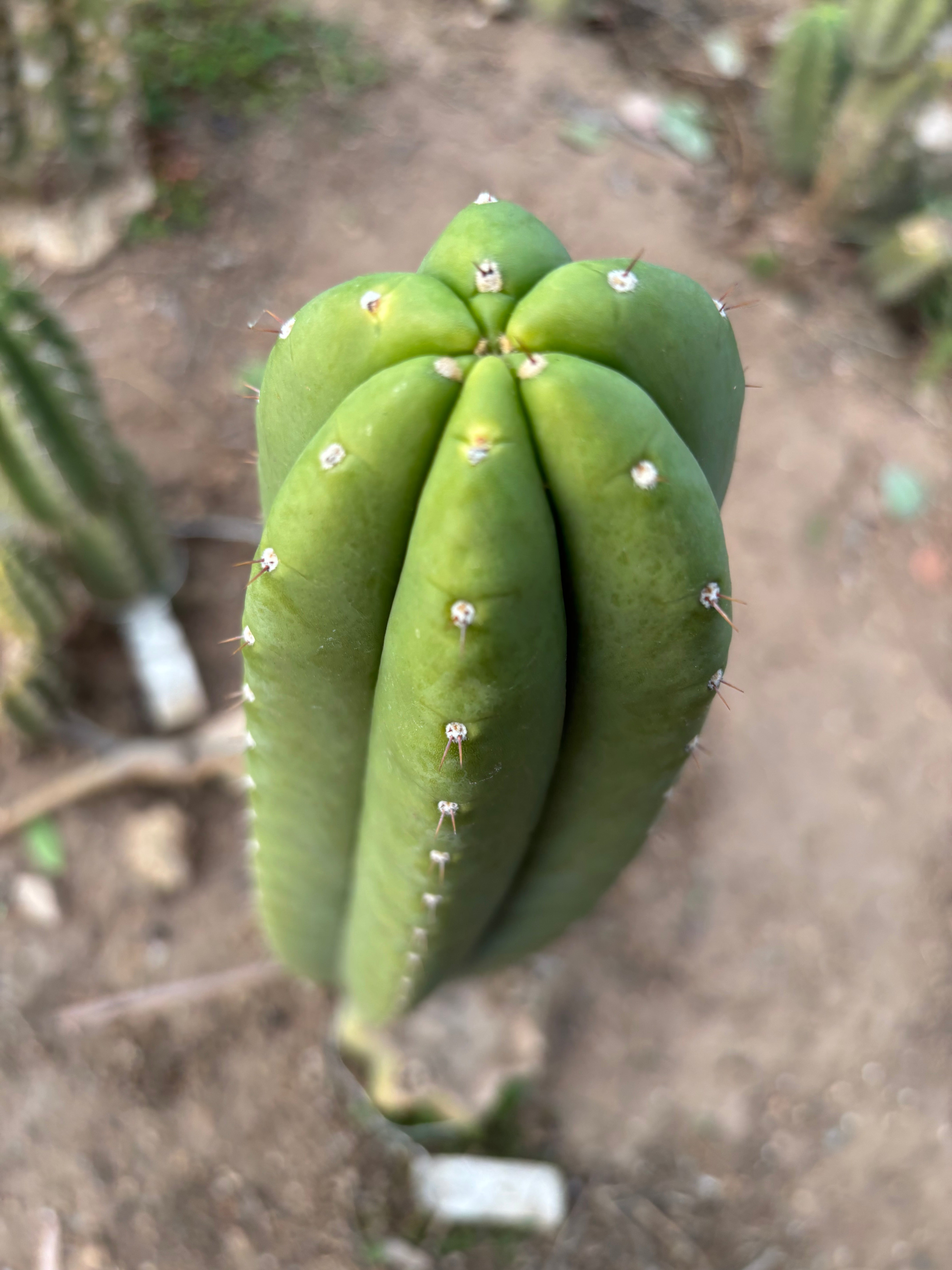 👑🌶️ Soozy — Chonky 10” Tip
