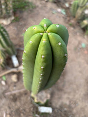 👑🌶️ Soozy — Chonky 10” Tip