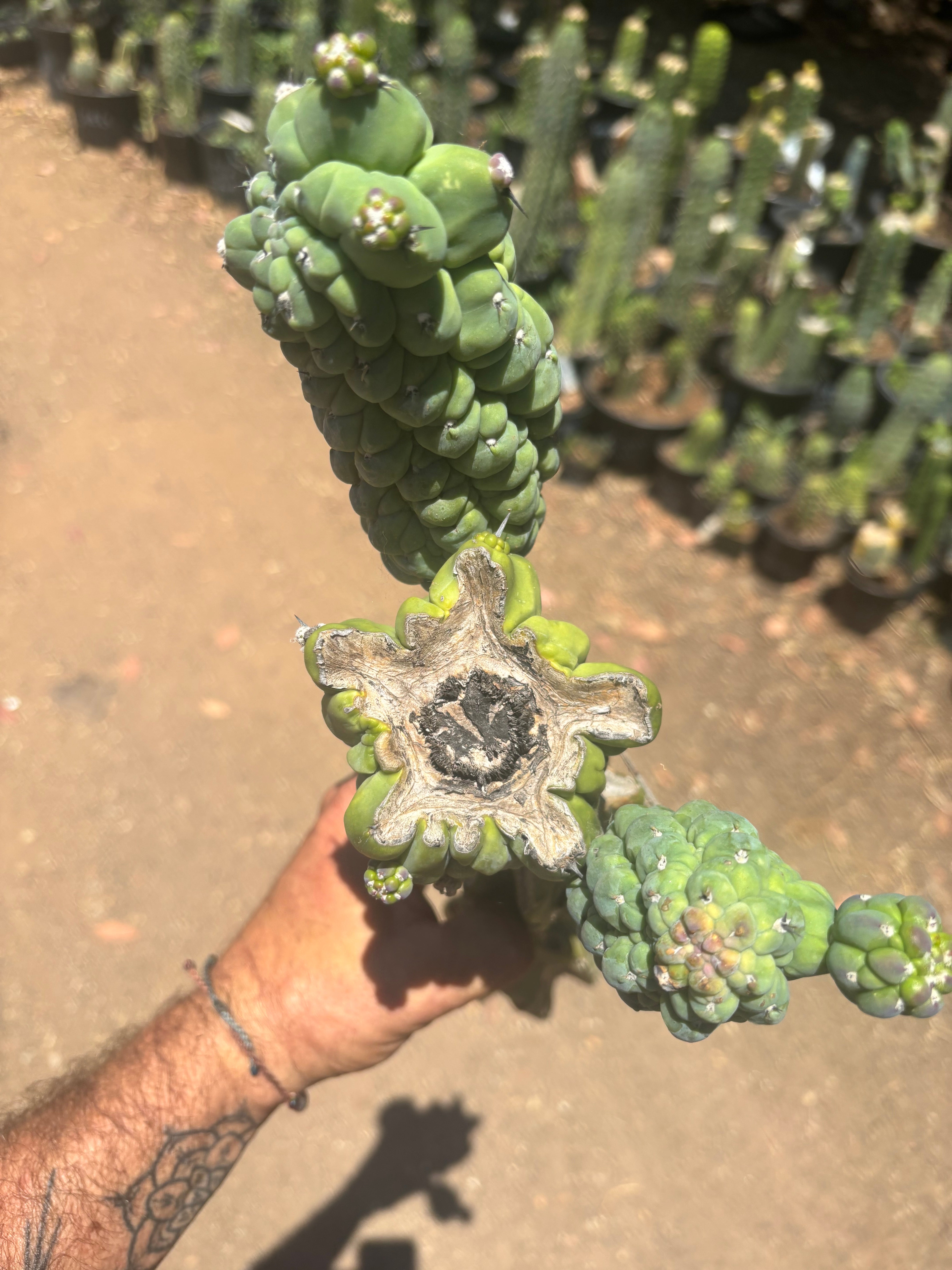 👑💎 Glorp — Another XL Graft