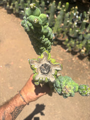 👑💎 Glorp — Another XL Graft