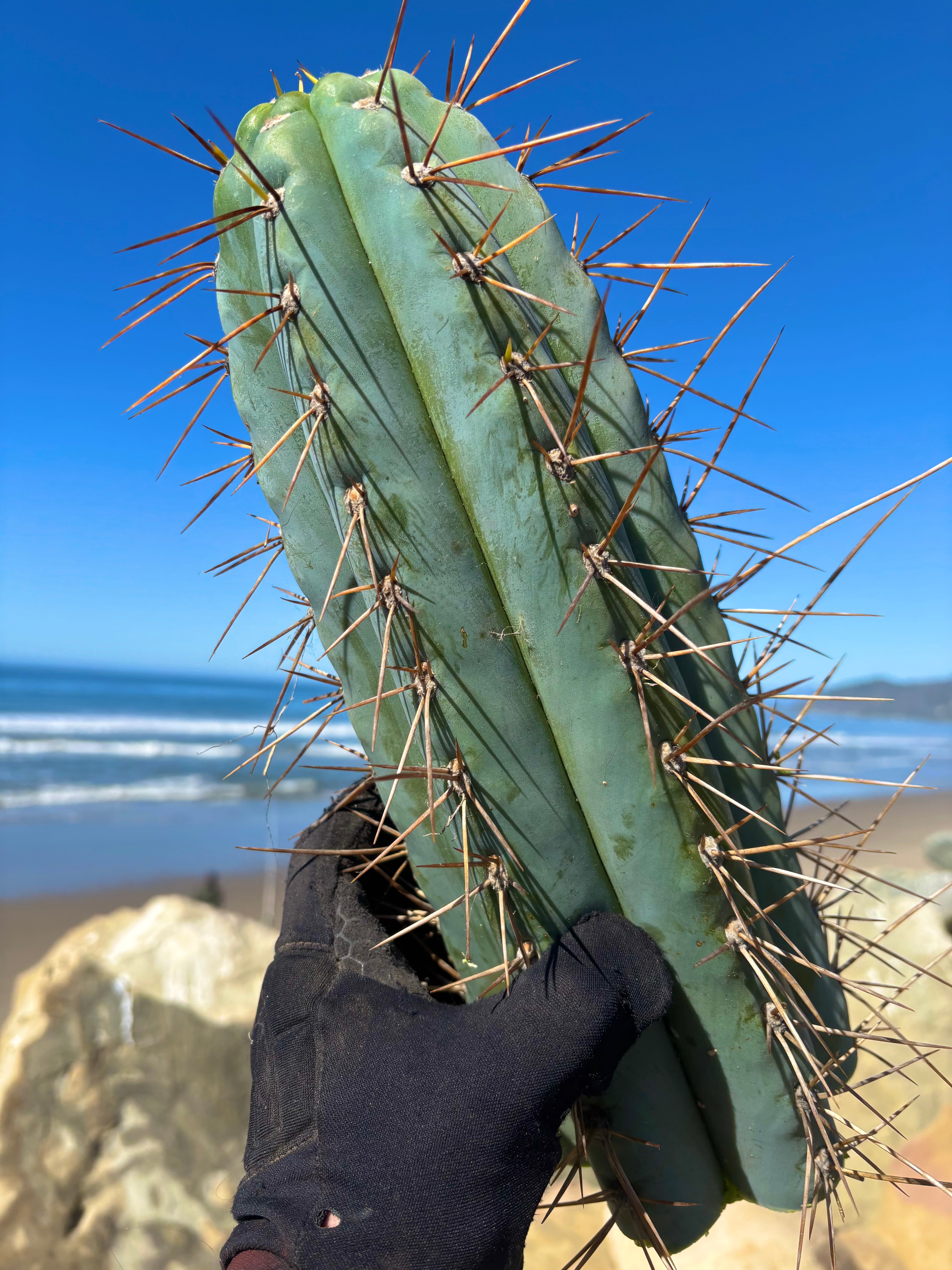 💎👑 Chuck’s Peru C — MASSIVE 14” Tip