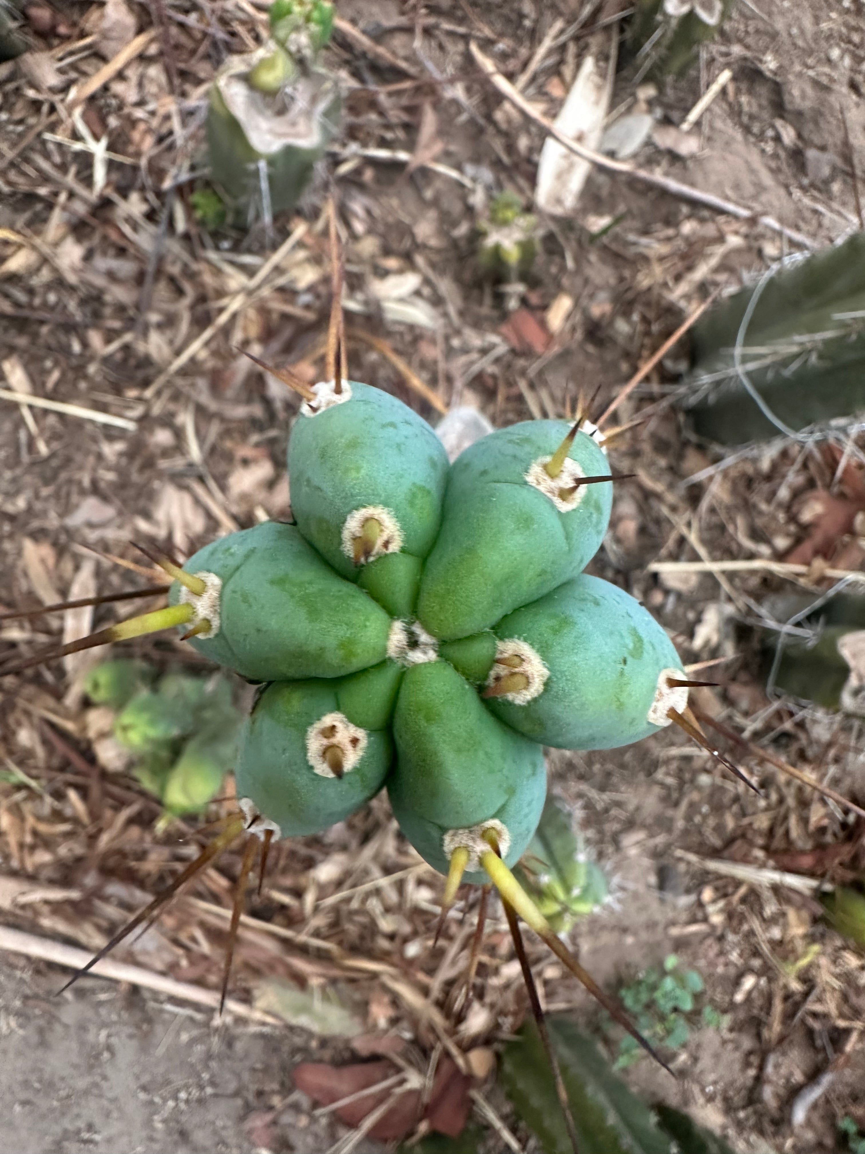 -👑🌶️ Sharina — 10” Pup