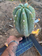 💎👑🌶️ CGG —  Another 12” Melon