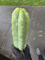 👑💎🌶️🌶️ Eileen — Max Girth 12” Tips (Restocked)