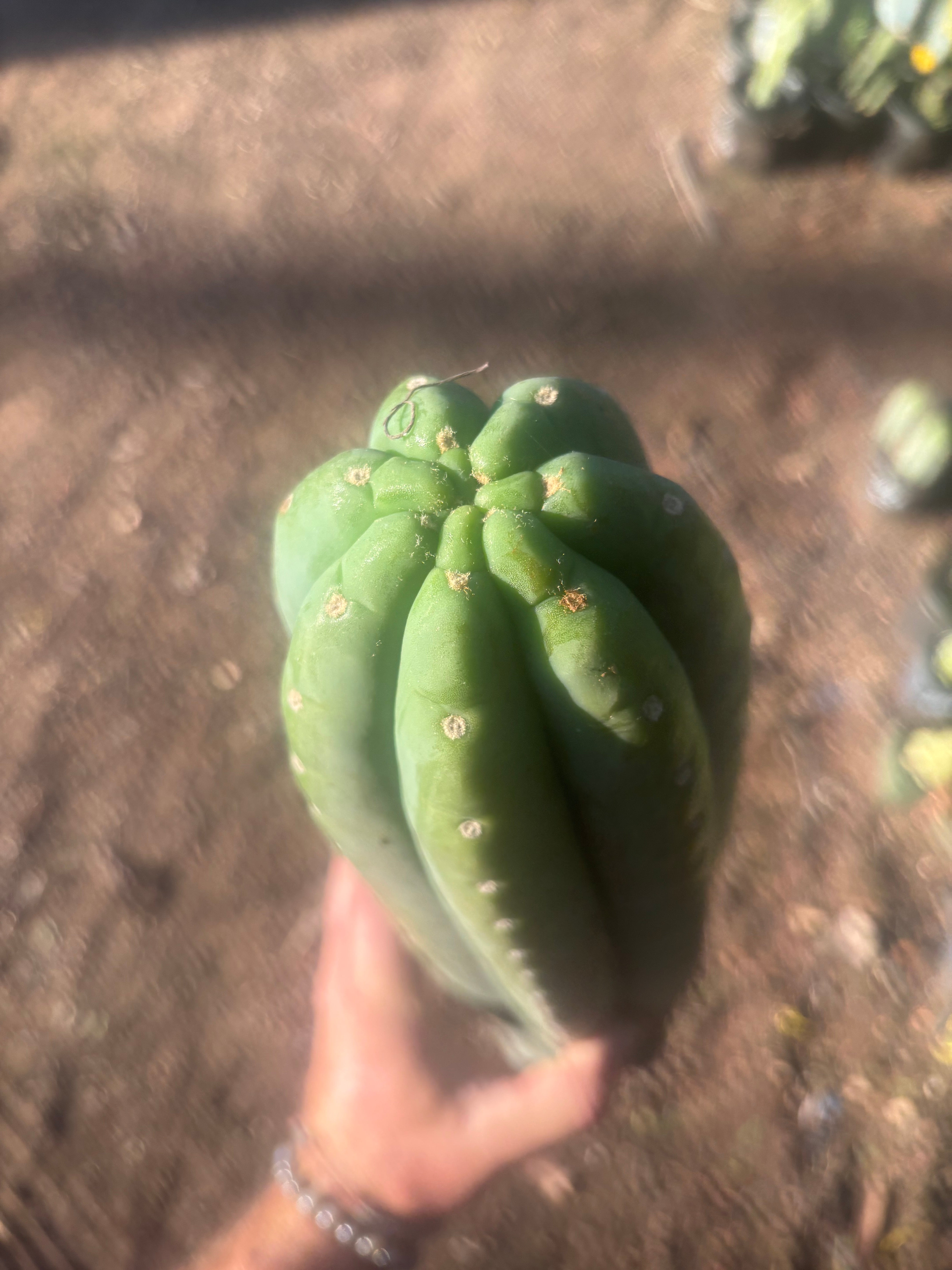👑💎🌶️ Soozy — Massive Heavy 25” Tip