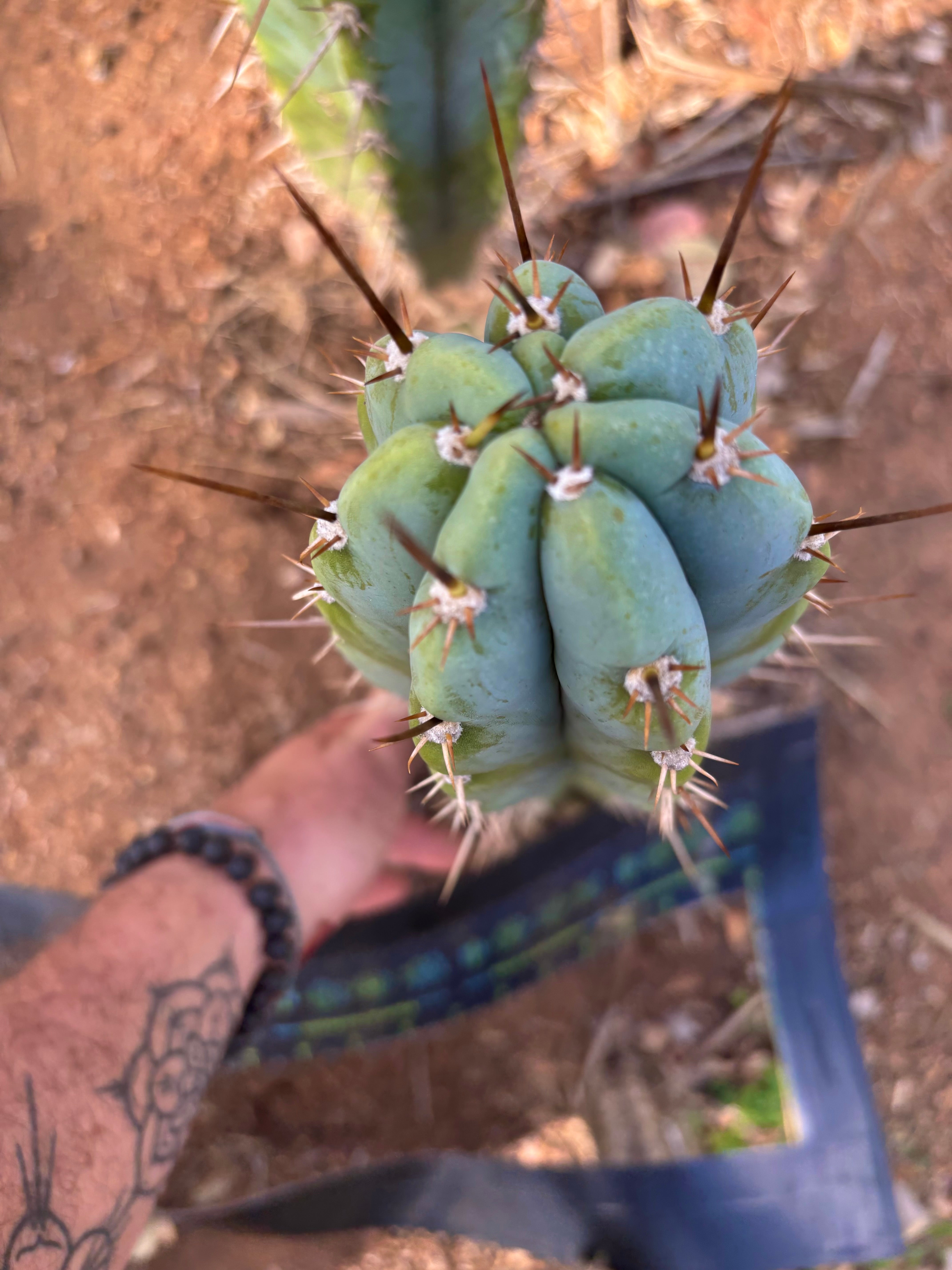 👑 Icaros — XL 14” Tip