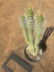 💎👑💎🦄 Varispiralis  — Stunning XL Tri-Column Rooted Showpiece