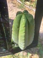 👑 Aussie Scop — 9” Melon Pup