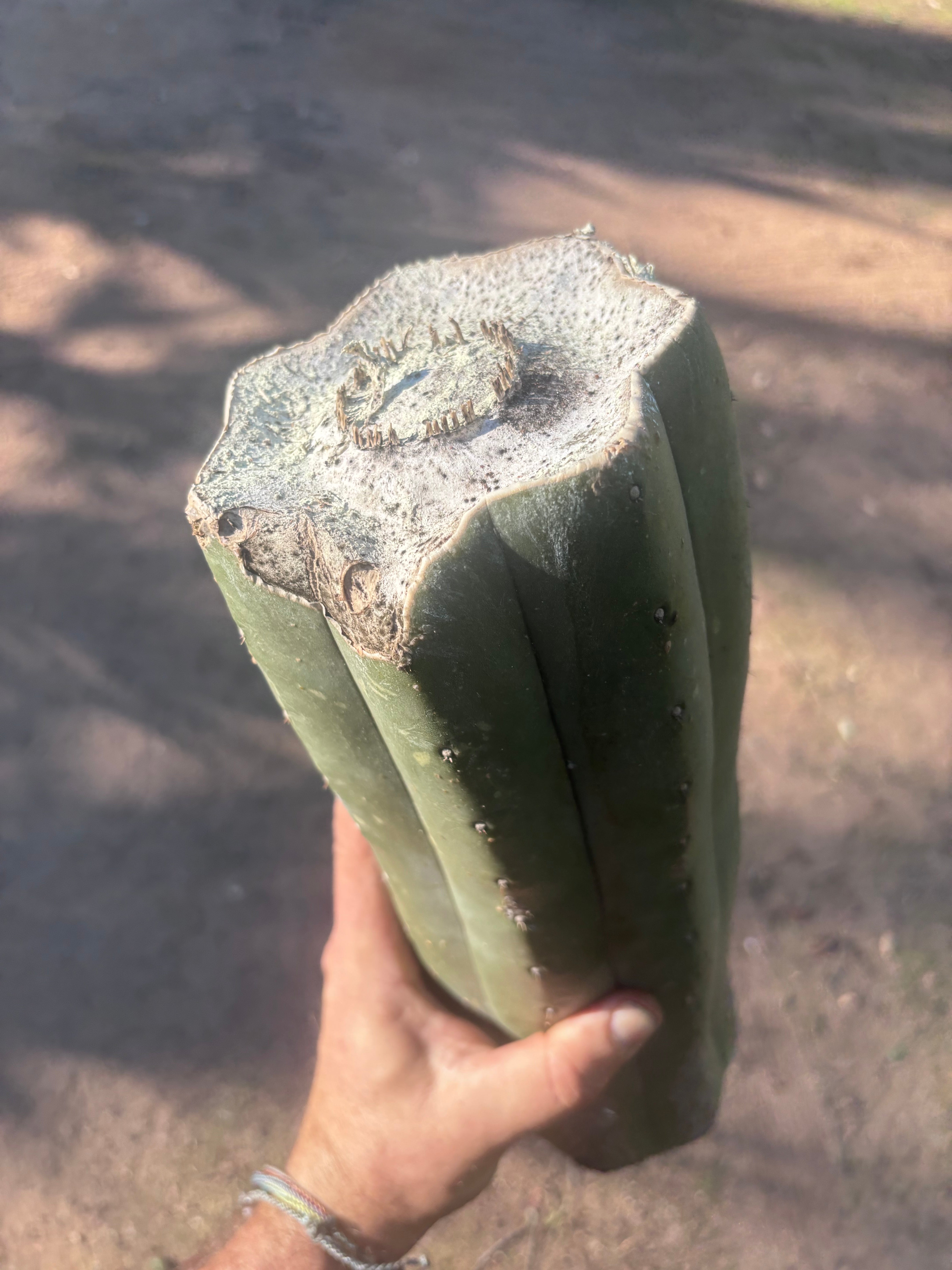 👑🌶️ Juuls Giant — XL 14” Yule Log