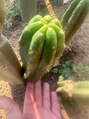 👑🌶️ Genesis — 9” Pup