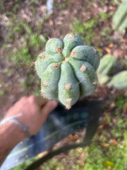 👑🌶️ Brian’s Blue Skies — 10” Tip
