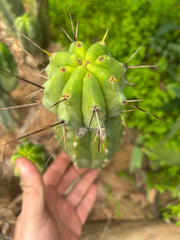 👑💎🌶️ CSD Graft
