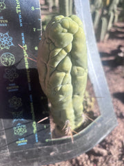 💎👑 Bruce’s Dragon — 8” Tip