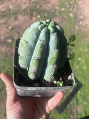 👑🌶️ Shine01 — Fat Rooted Tips