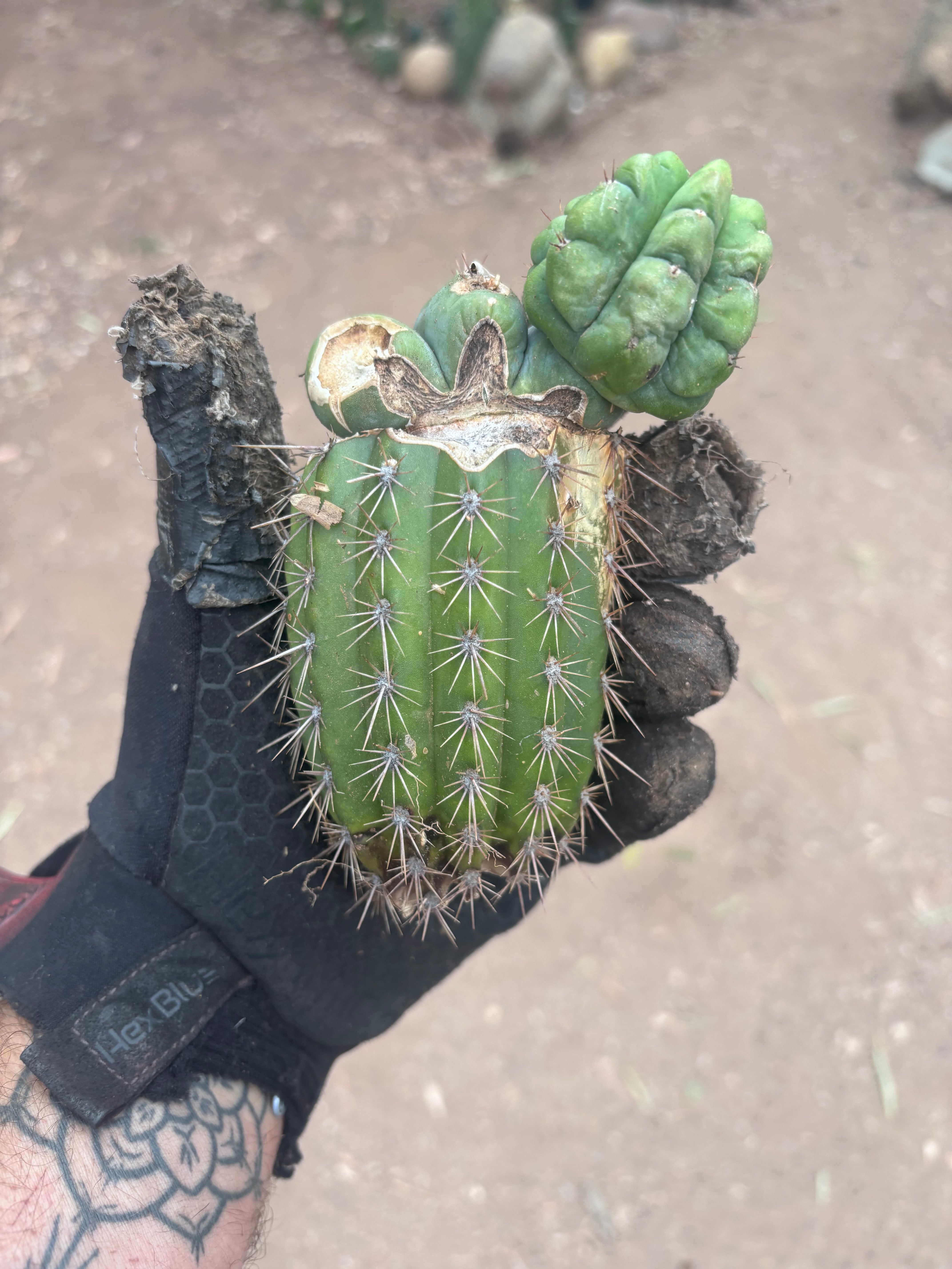 💎👑💎 Havran — Pupping Graft Grenade