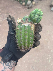 💎👑💎 Havran — Pupping Graft Grenade