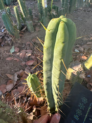 👑🌶️ BBB — 11” Tip