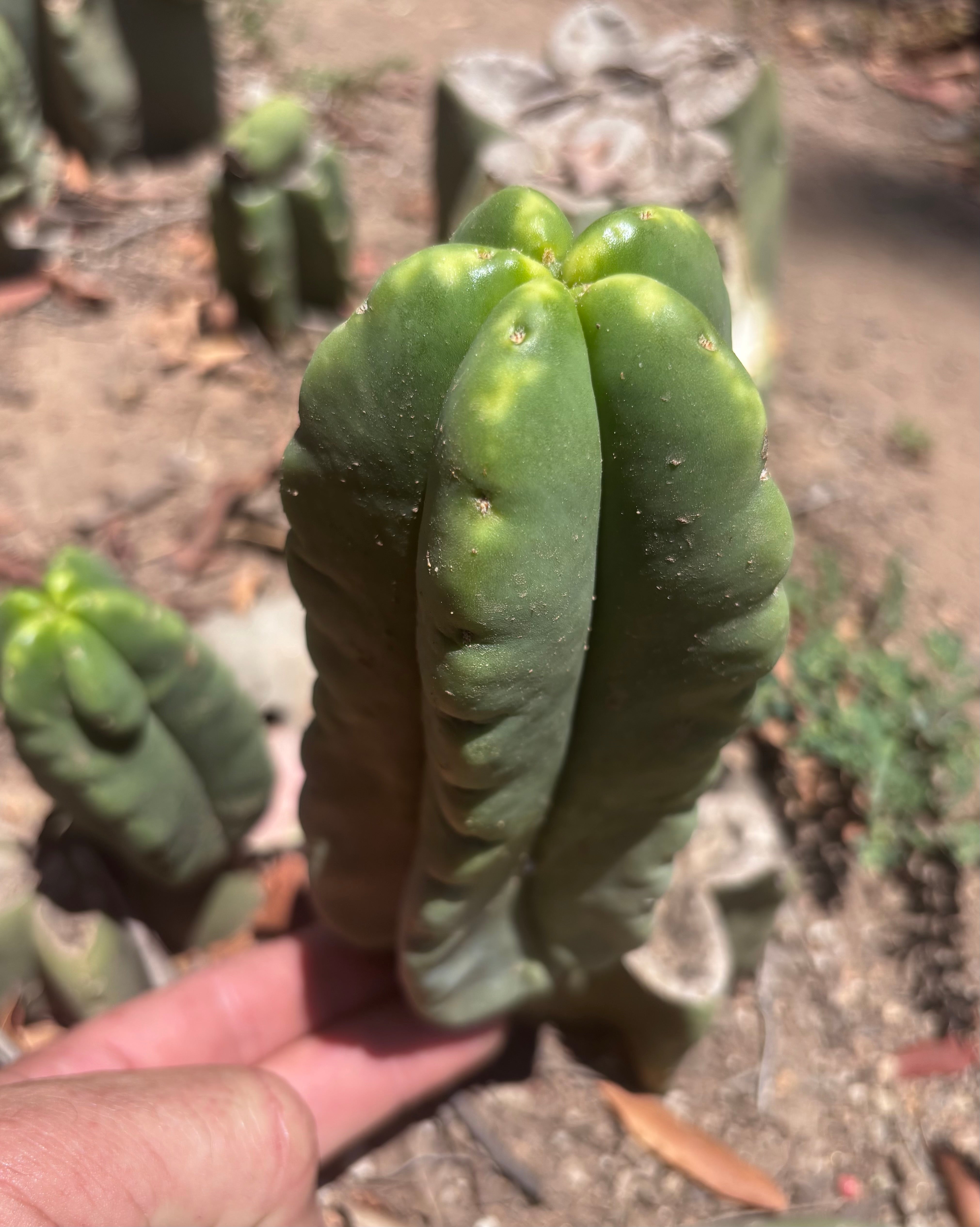 💎👑💎🌶️ Ferah! — 5.5” Pup
