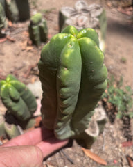 💎👑💎🌶️ Ferah! — 5.5” Pup