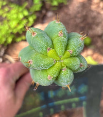 💎👑🌶️🌶️ Austy’s Bomb — 7” Tip