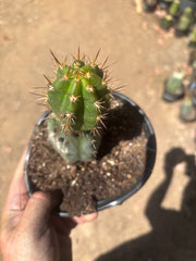 💎👑💎 Tulhuay — Rare Magenta Flower — Rooted Slab Graft w/ Pup