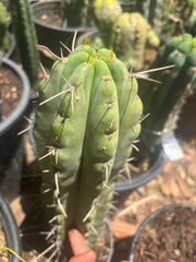 💎🌶️🌶️ NOM — Fat 9” Tip