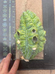 👑💎 BIG Glorp Chunk