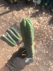 👑🌶️🌶️  Jiimz Twin Spine — 10” Tips