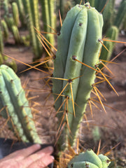 👑🌶️ Medicine Man — 14” Tip