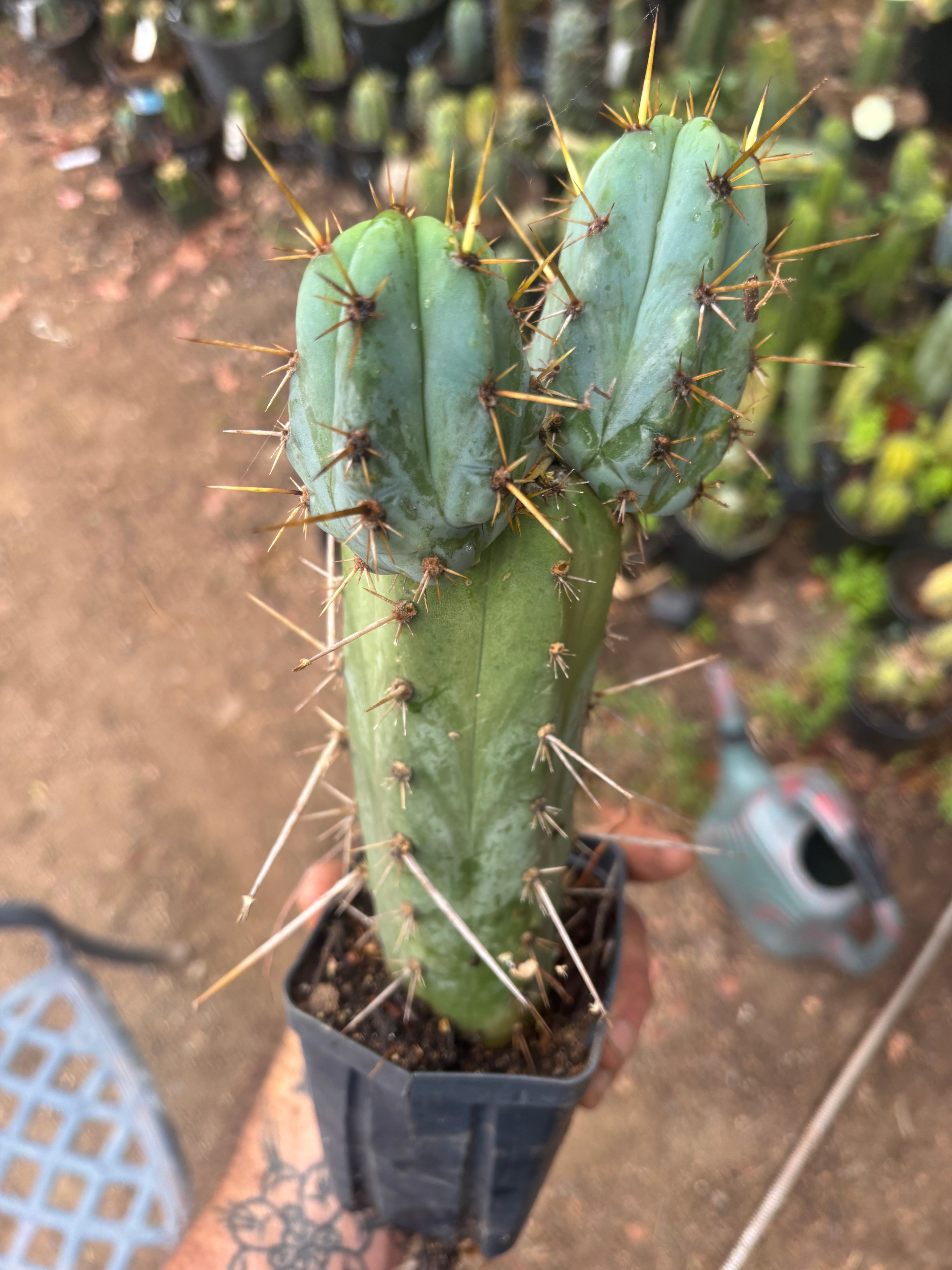 Wild Andes x SS02 — 10” Rooted Mid w/ Pups