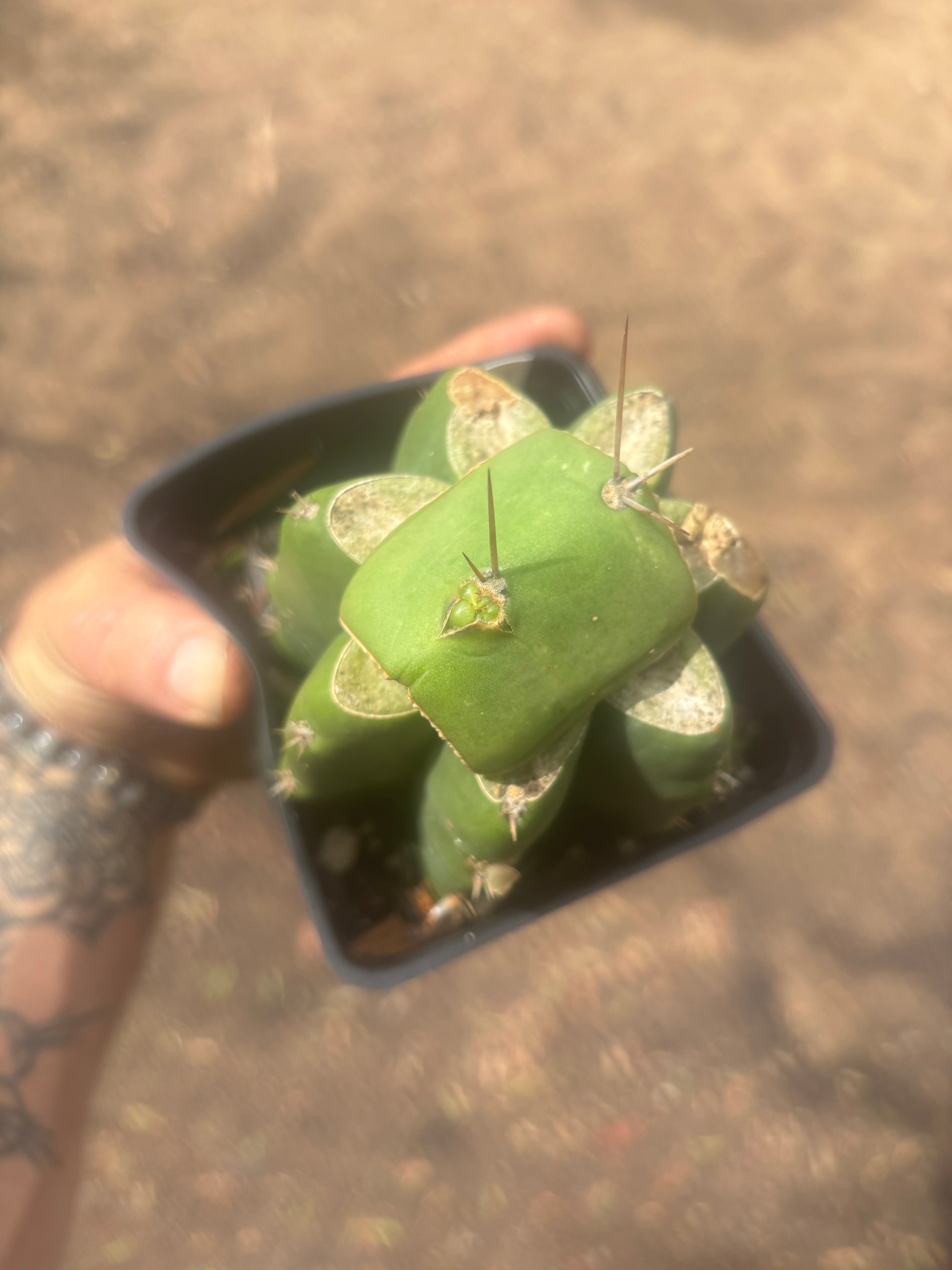 💎👑💎 Salad Fingers — Rooted Slab Graft w/ Pup Starting