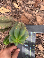 💎👑🌶️🌶️ Austy’s Bomb — 6” Pup
