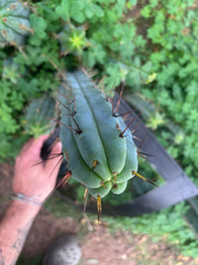 👑🌶️ Mesa Gardens Bridge — 11” Tip