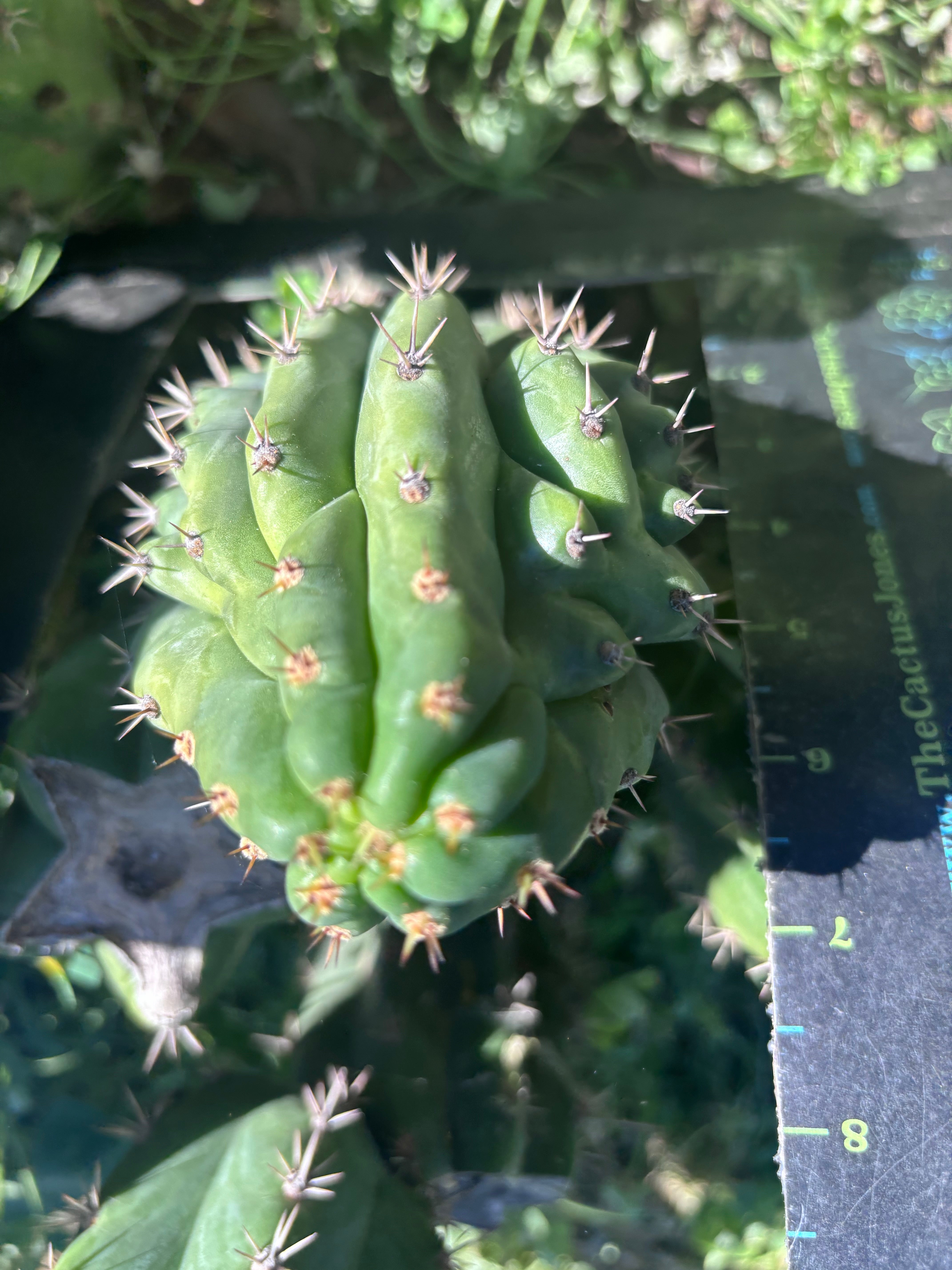 👑🐦‍⬛ RJ’s Clone — 9” Tip