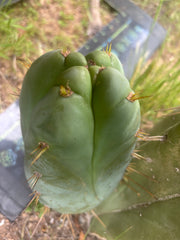 👑 Lotusland Huanu —  Fat FourWang Grenade