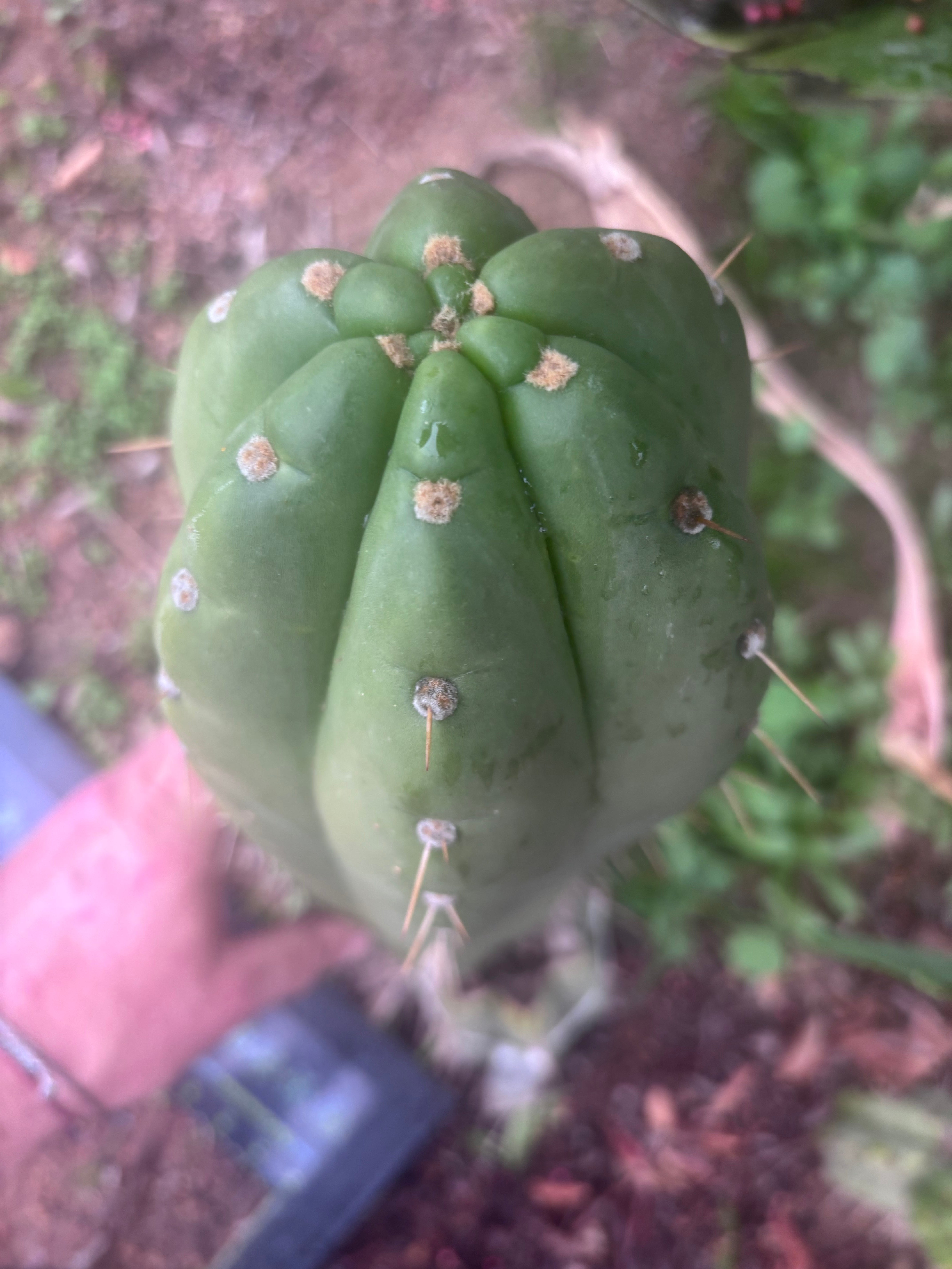 💎👑🌶️ Maranonensis — GIRTHY 10” Tip