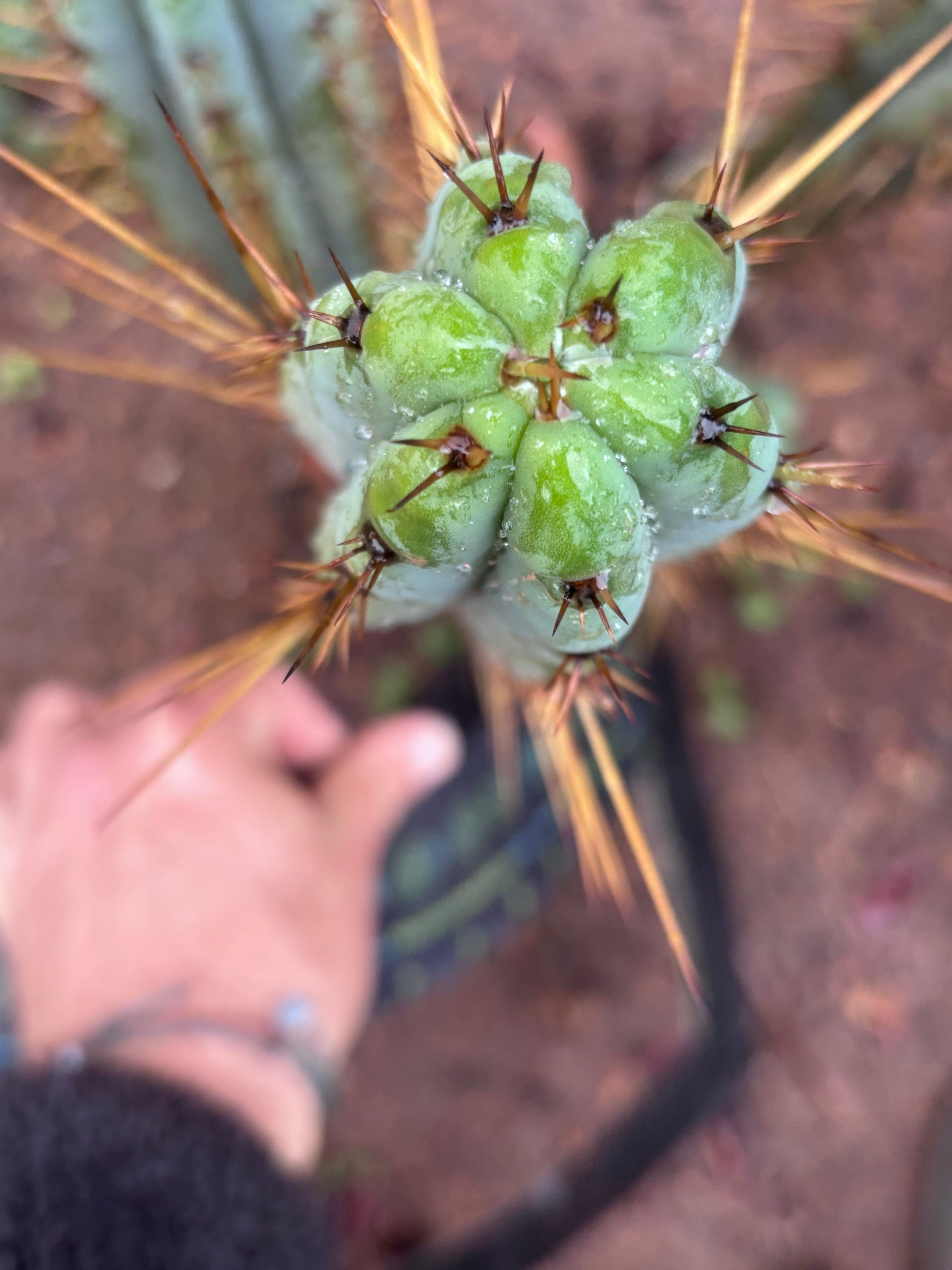 👑🌶️ DeLorean — XL 14” Pup