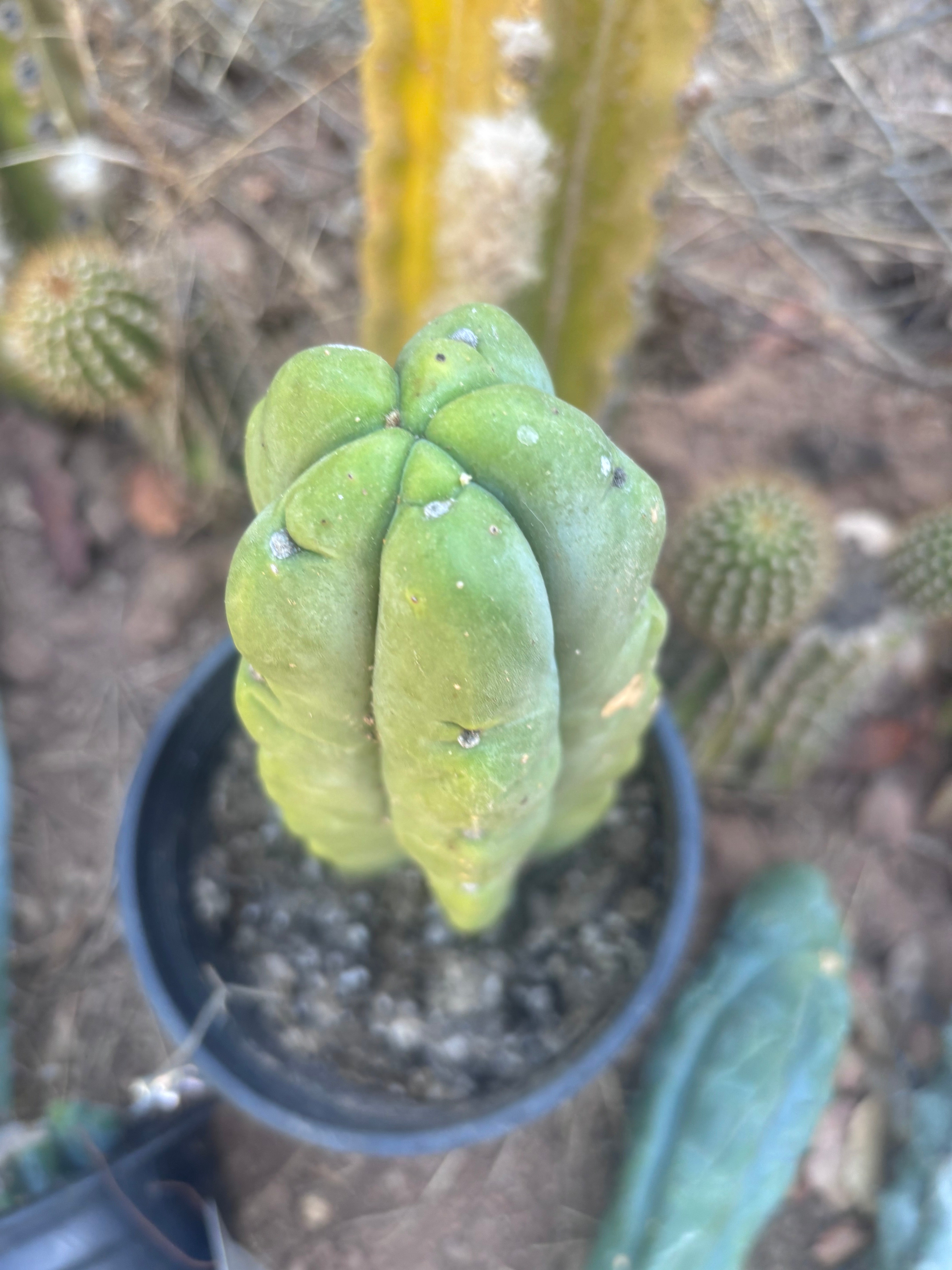 👑🌶️🌶️ Kate’s Bridge — Fat Rooted Tip
