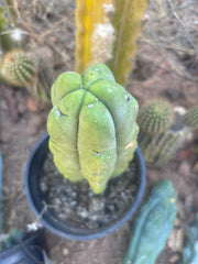 👑🌶️🌶️ Kate’s Bridge — Fat Rooted Tip
