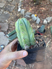 👑🌶️  Jiimz Strong Spine — Rooted Tip