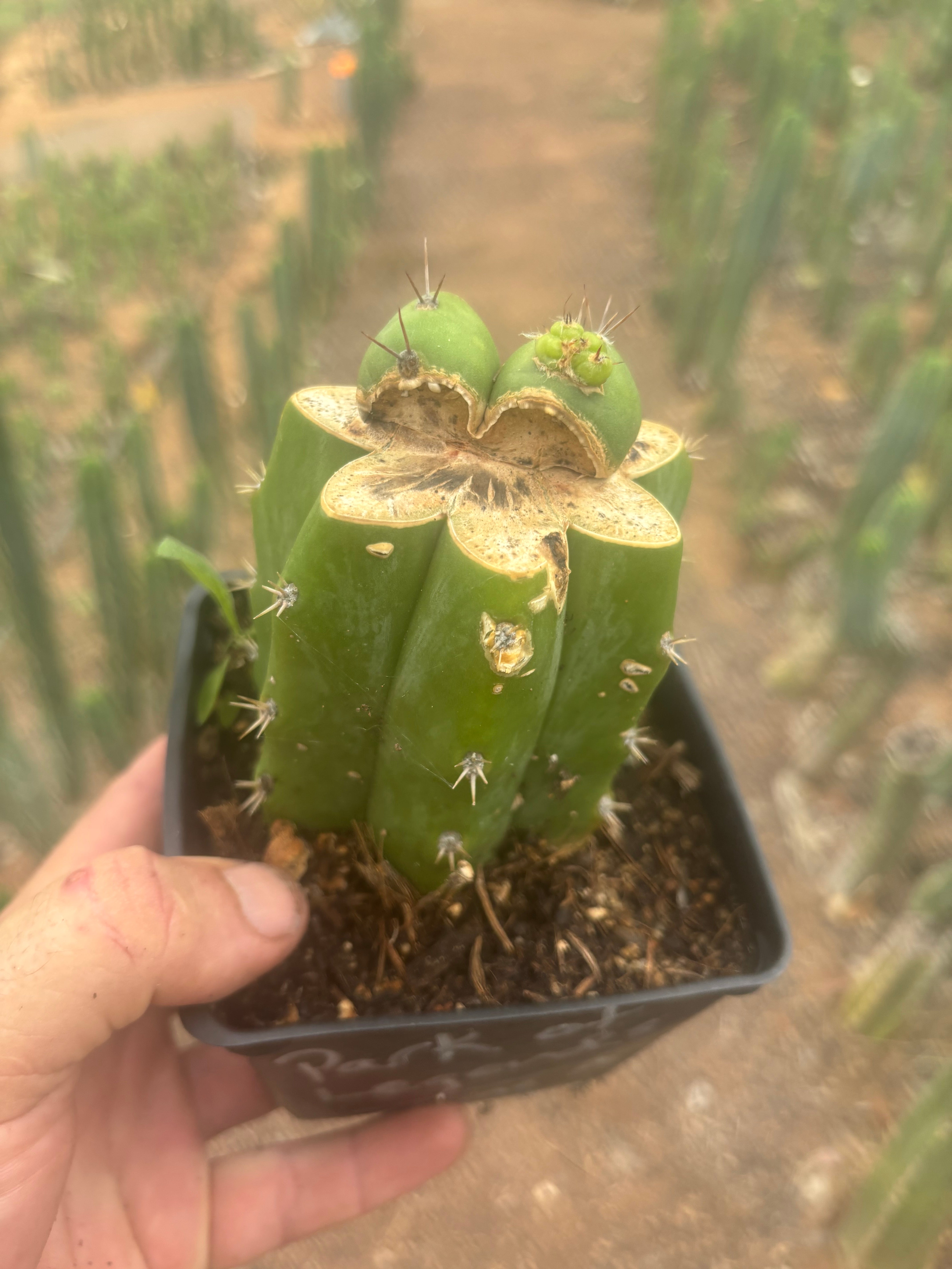 💎👑💎 Parque de las Leyendes —BK08611.4 Clone A —  Rooted Slab Graft w/ Pup