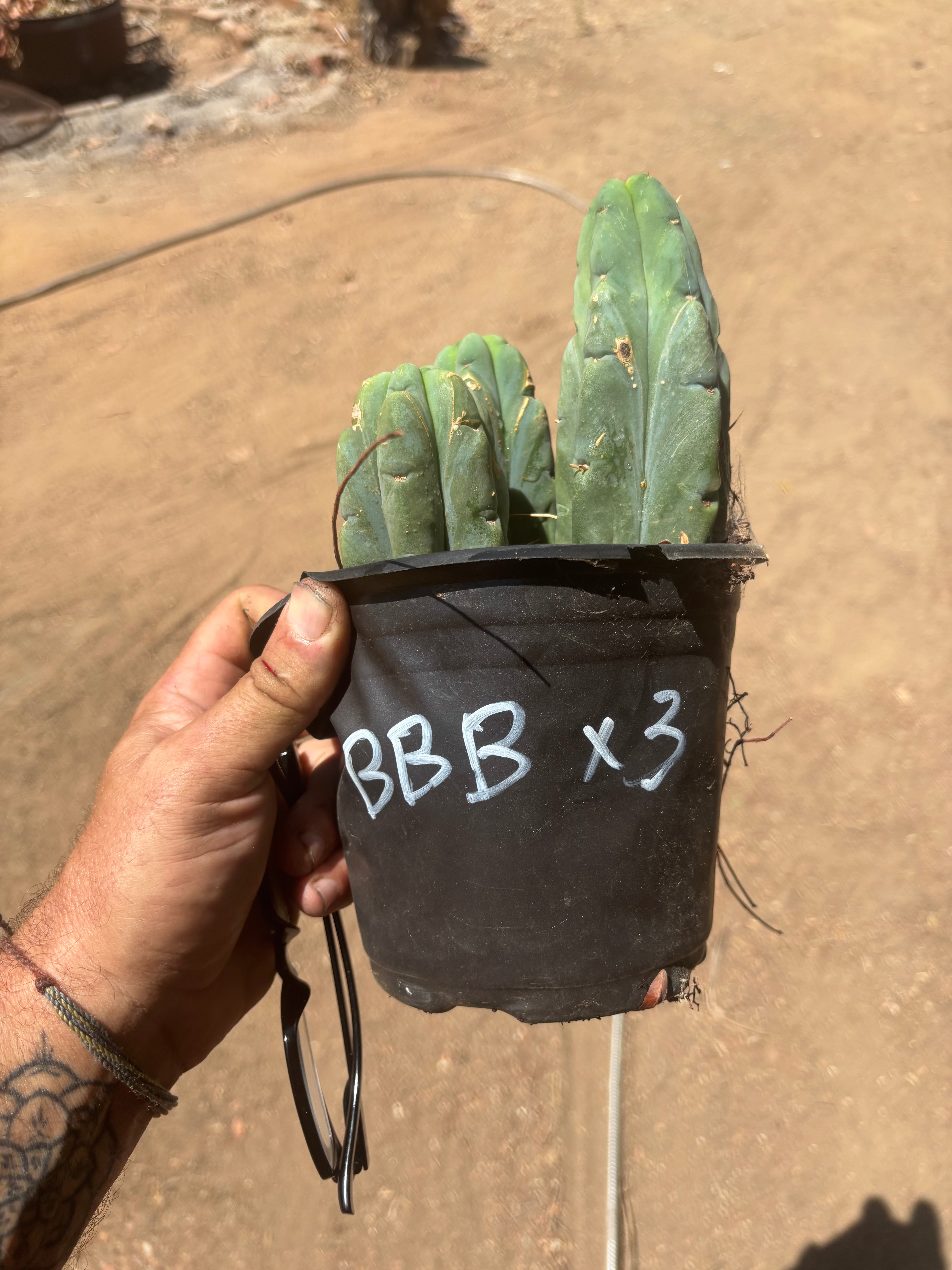 👑🌶️ BBB — Lot of 3 Rooted Tips