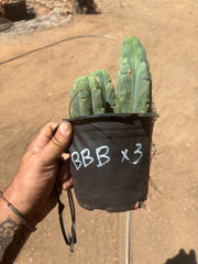 👑🌶️ BBB — Lot of 3 Rooted Tips