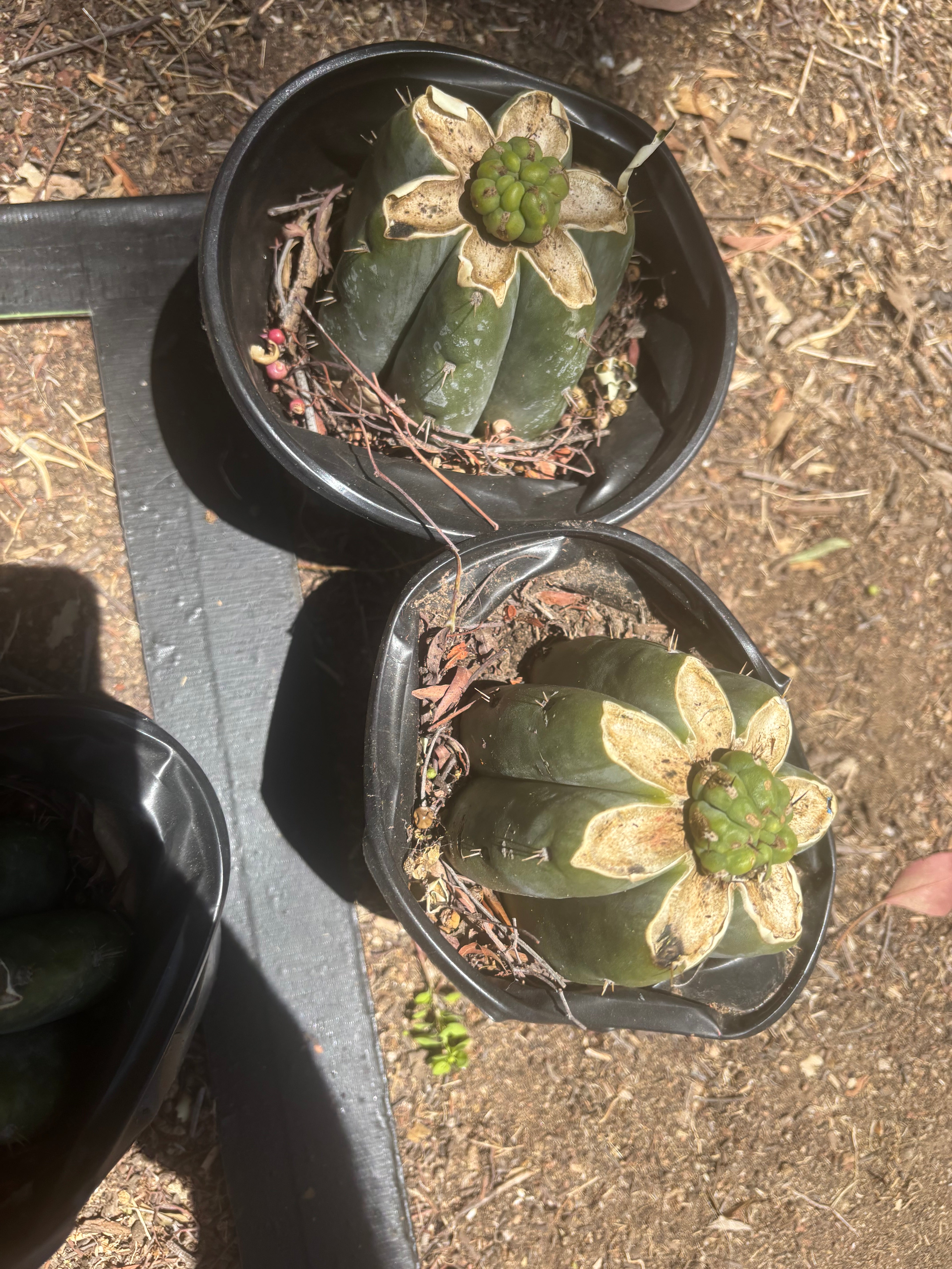 💎👑💎 Havran — Pup Grafts on Rooted Shine01 (3 Available)