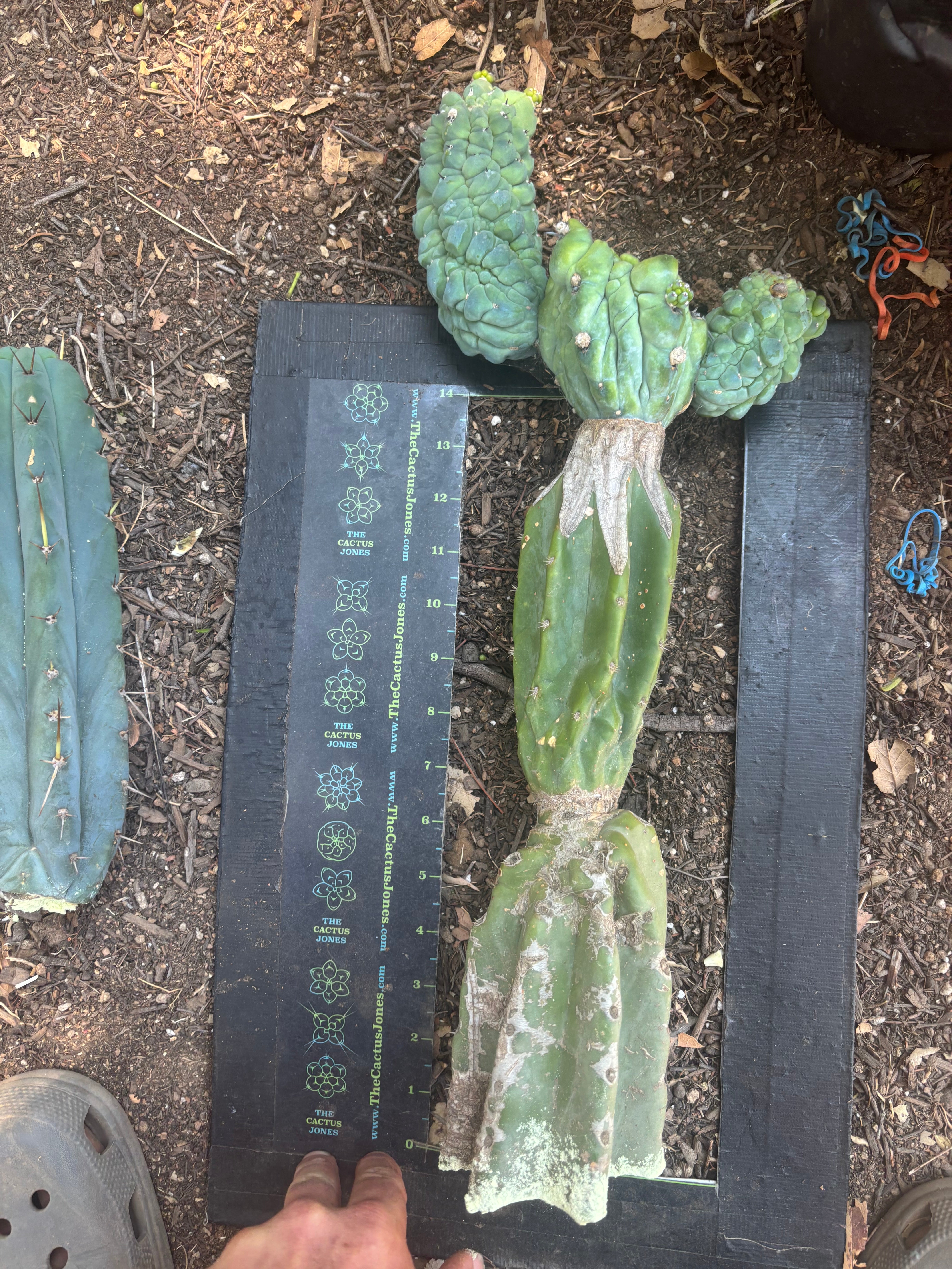 👑💎 Glorp — Another XL Graft